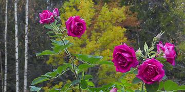 Bush Roses
