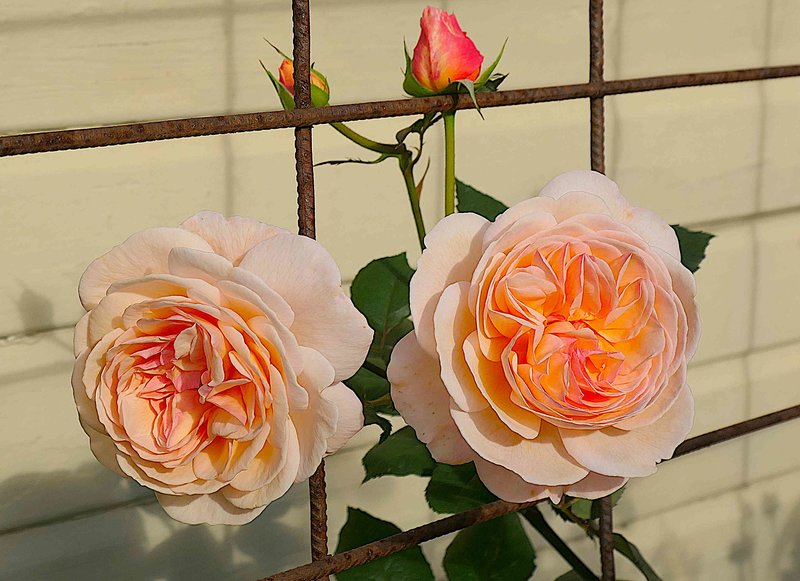 A SHROPSHIRE LAD