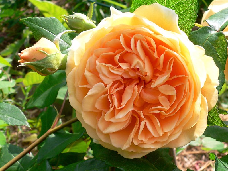 CROWN PRINCESS MARGARETHA