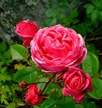 Ingmar's Rose Garden | Shrubs
