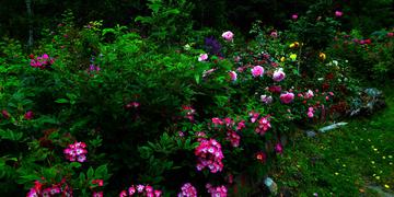 In the Rose Garden